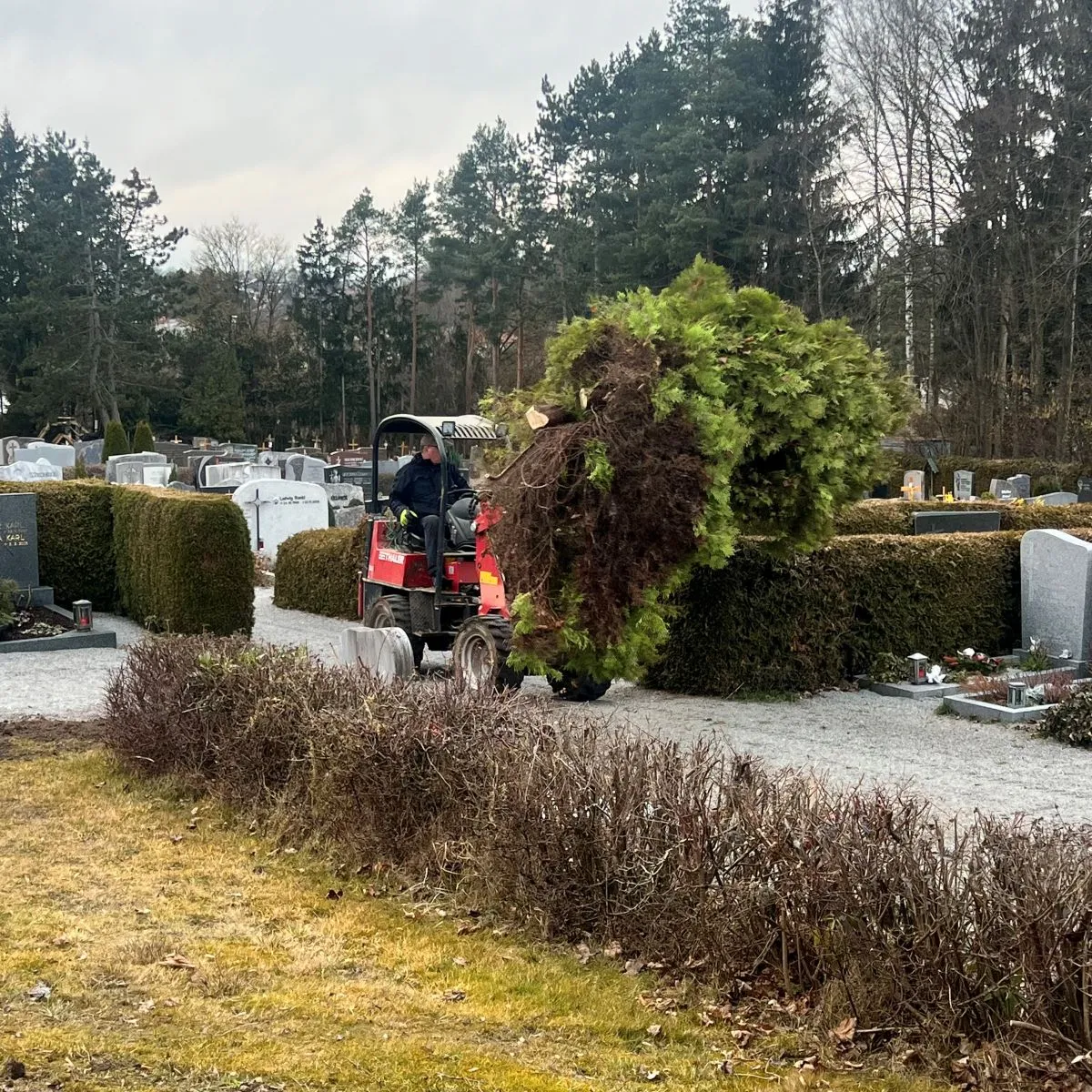 Hausmeisterservice Wintersberger – Baumfällung